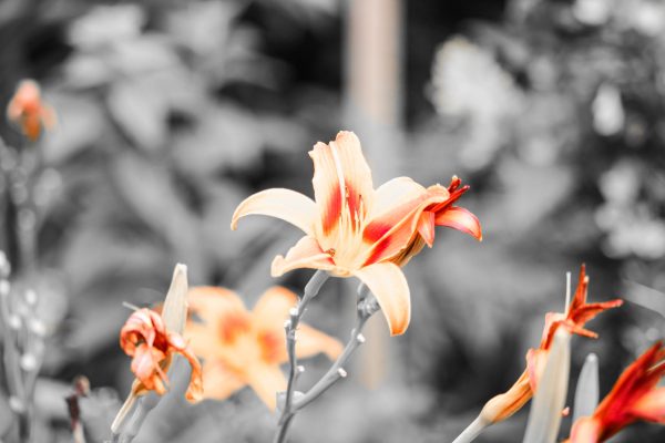 טיול ליד נהר הקאם