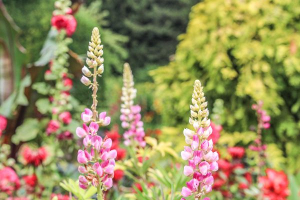 טיול ליד נהר הקאם