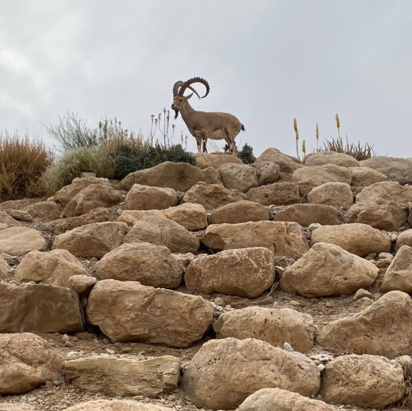 עין גדי חאן באדולינה