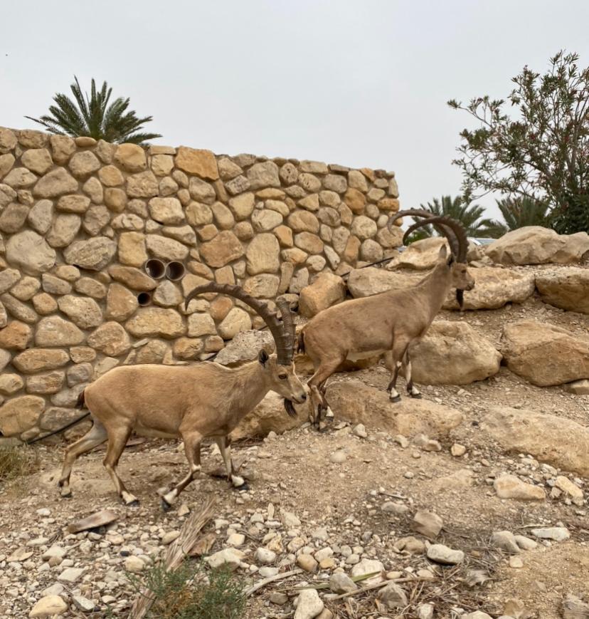 עין גדי חאן באדולינה